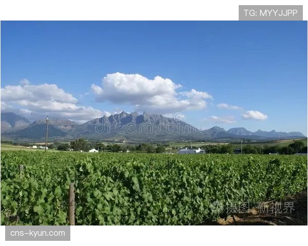 兰斯主场草皮将进行夏季翻新，俱乐部称更利于防守稳定性